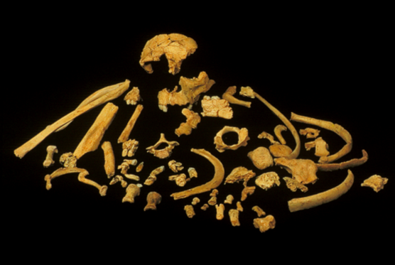 Homo antecesor remains